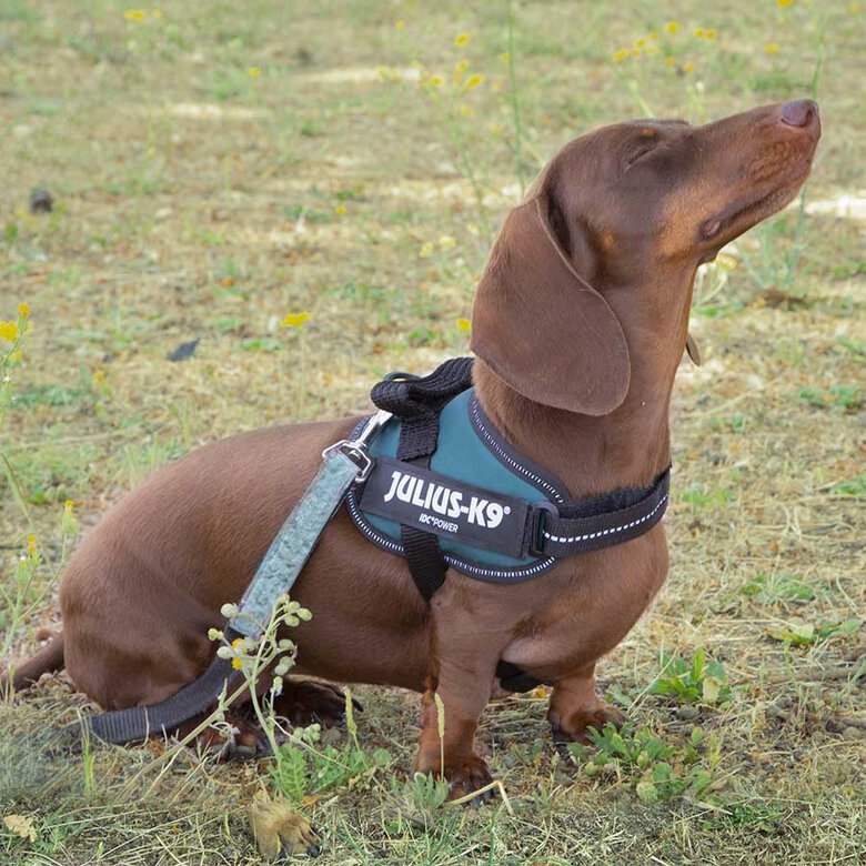 Julius K-9 IDC Peitoral Verde para cães,  Imagem número 2 Julius K-9 IDC Peitoral Verde para cães, , large Imagem número 2