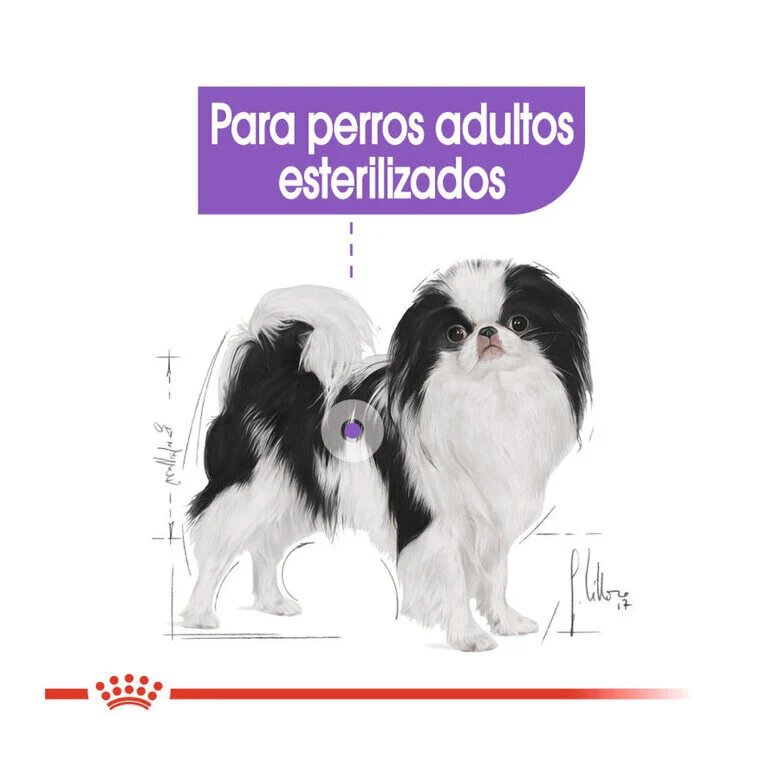 1.5 kg Royal Canin X-Small Sterilised ração para cães,  Imagem número 5 1.5 kg Royal Canin X-Small Sterilised ração para cães, , large Imagem número 5