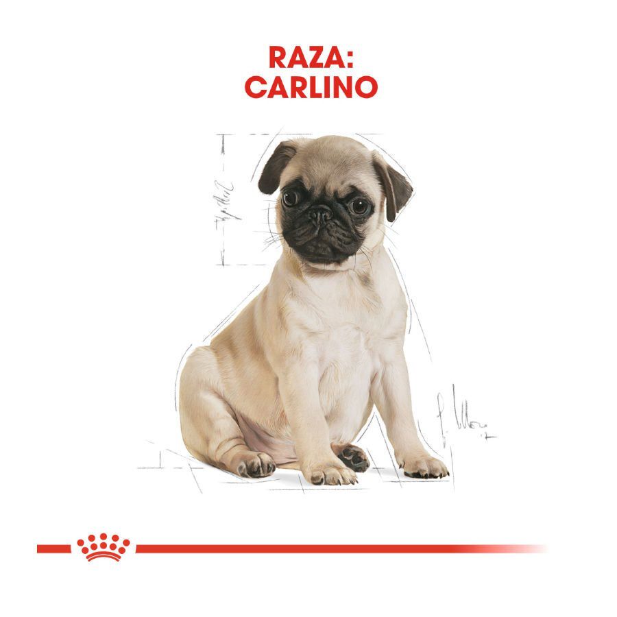 1.5 kg Royal Canin Puppy Pug ra&ccedil;&atilde;o para c&atilde;es, , large Imagem n&uacute;mero 4