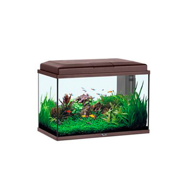 Aqu&aacute;rio Kiwoko Start 55