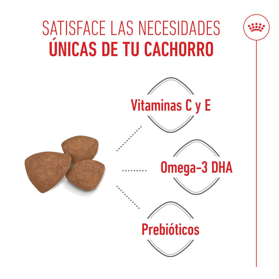 8 kg Royal Canin Mini Puppy ra&ccedil;&atilde;o para c&atilde;es, , large Imagem n&uacute;mero 4