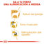 85 g Royal Canin Adult Poodle Patê saqueta para cães, , large Indicador imagem número 4