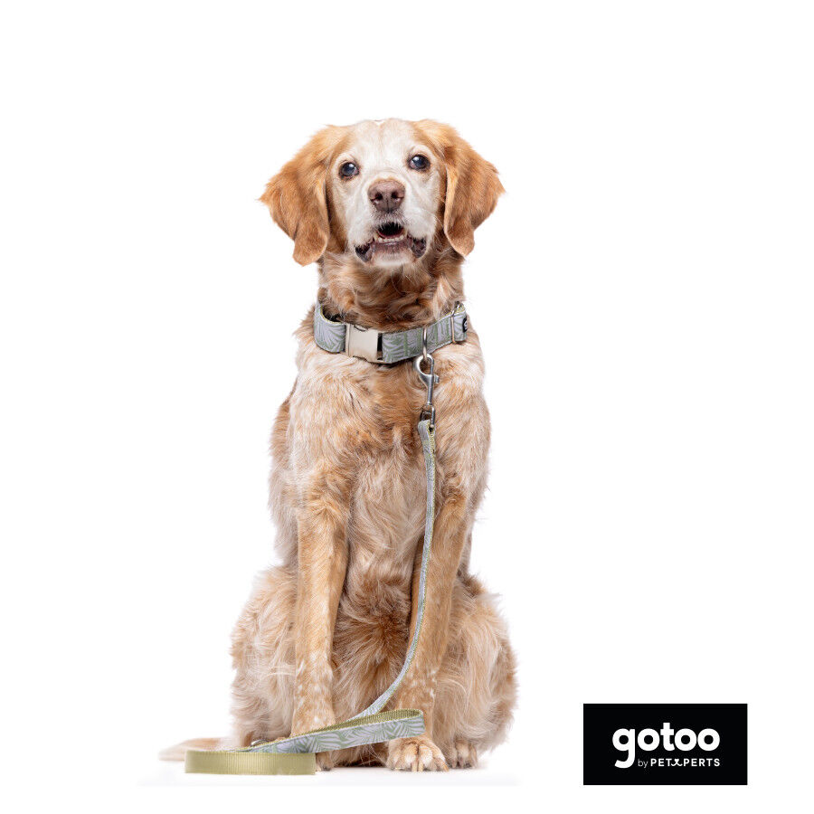 Trela estampada folhas para c&atilde;es, , large Imagem n&uacute;mero 5