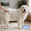Bloob Escova cardadeira autolimpante para c&atilde;es, , large Indicador imagem n&uacute;mero 2