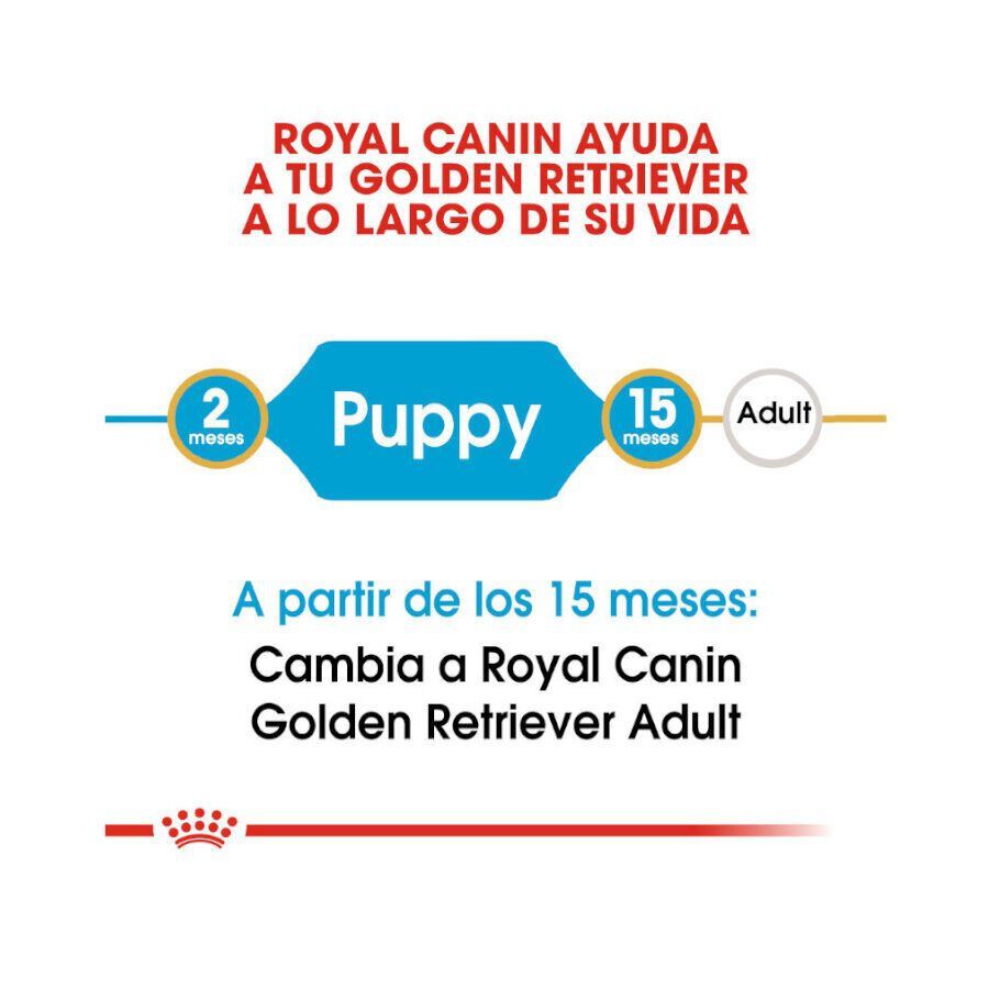 12 kg Royal Canin Puppy Golden Retriever ra&ccedil;&atilde;o para c&atilde;es, , large Imagem n&uacute;mero 7