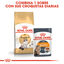 2 kg Royal Canin Adult Ragdoll ração para gatos, , large Indicador imagem número 6