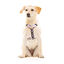Dukier Peitoral com estampado de Terraço para cães, , large Indicador imagem número 2