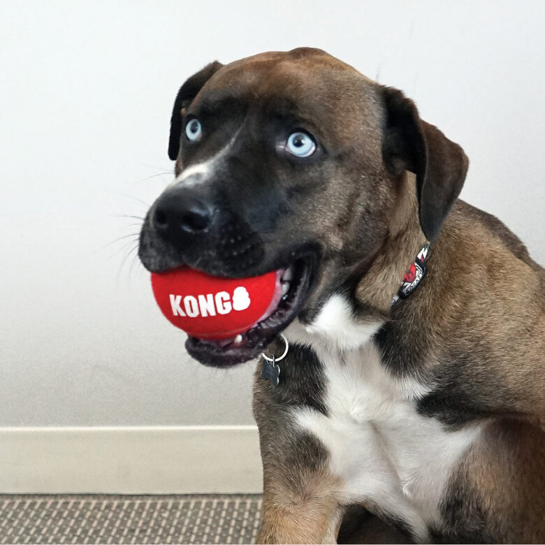 Kong Signature Sport 3-PK Bolas de ténis para cães,  Imagem número 4 Kong Signature Sport 3-PK Bolas de ténis para cães, , large Imagem número 4