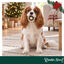 1 pack x 2 uns. Wonder Christmas Bolinhos Mastig&aacute;veis Snacks para C&atilde;es, , large Indicador imagem n&uacute;mero 2