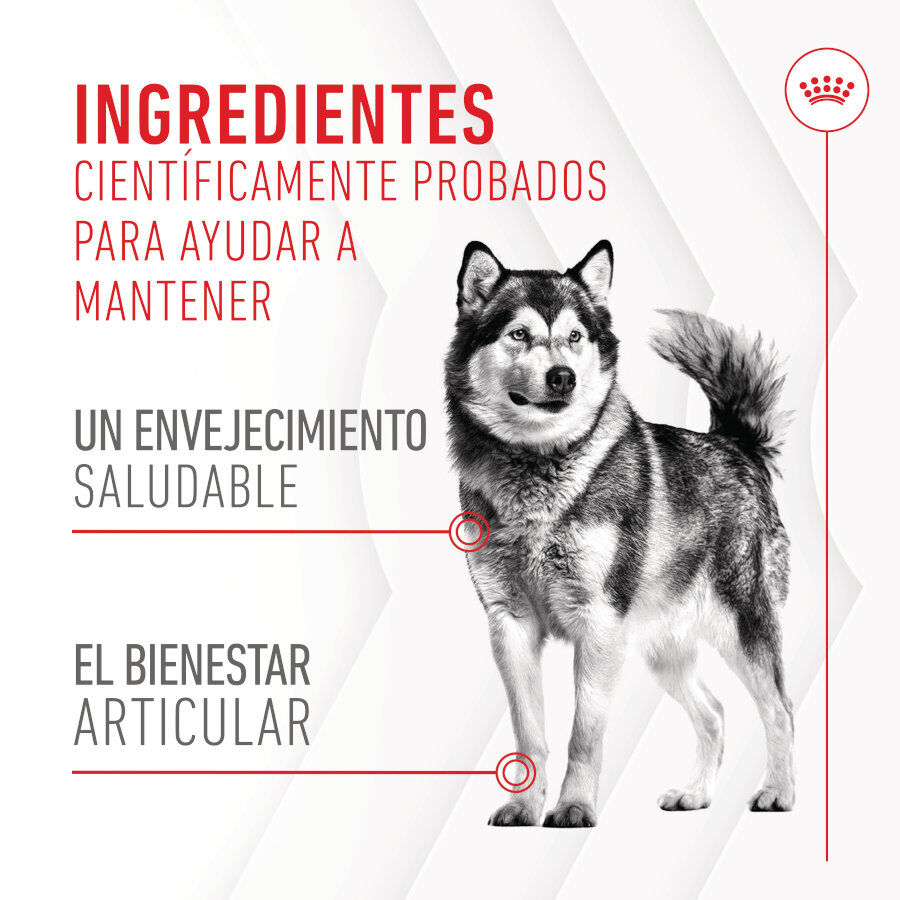 240 g Royal Canin Joint & Ageing Chews Suplemento Nutricional para c&atilde;es com sensibilidade articular, , large Imagem n&uacute;mero 8