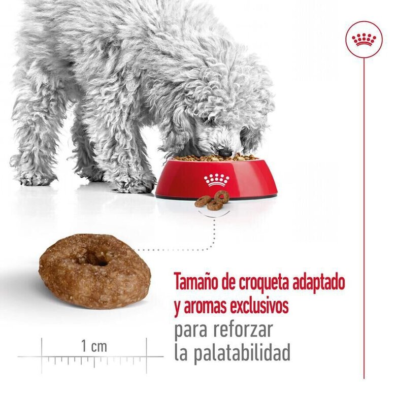 3.5 kg Royal Canin Mini 12+ Ageing ração para cães,  Imagem número 7 3.5 kg Royal Canin Mini 12+ Ageing ração para cães, , large Imagem número 7