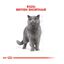 10 kg Royal Canin Adult British Shorthair ração para gatos, , large Indicador imagem número 3