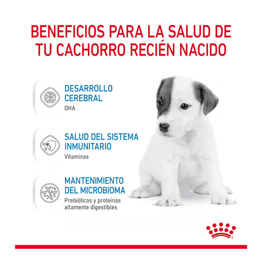 400 g Royal Canin Leite para o primeiro ano de cachorros, , large Imagem n&uacute;mero 6