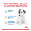 Royal Canin Leite para cachorros primeiro ano, , large Indicador imagem número 6