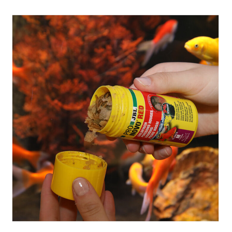 JBL ProNovo Red Flakes M Ração para peixes ,  Imagem número 2 JBL ProNovo Red Flakes M Ração para peixes , , large Imagem número 2