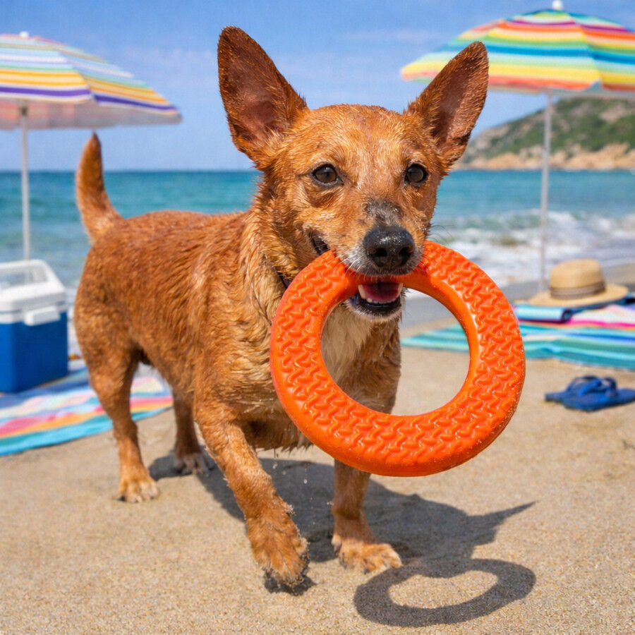 Summer Vibes Cooling Circle Orange Mordedor para c&atilde;es, , large Imagem n&uacute;mero 1