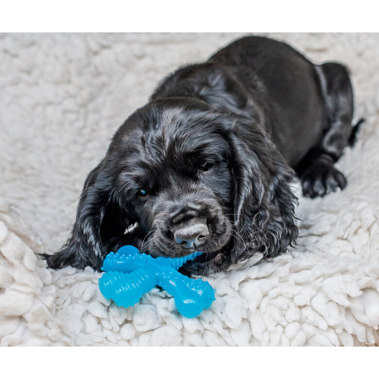 Nylabone Osso X Mordedor com Sabor a Carne para cachorros,  Imagem número 2 Nylabone Osso X Mordedor com Sabor a Carne para cachorros, , large Imagem número 2