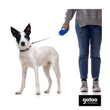 Gotoo Trela extensível azul para cães