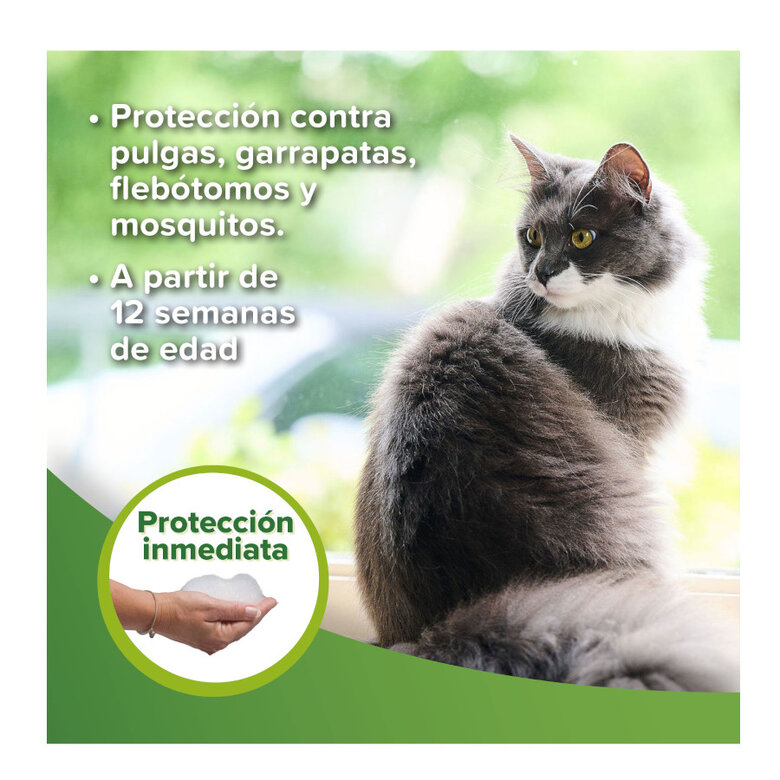 Beaphar Champô Repelente para cães e gatos,  Imagem número 4 Beaphar Champô Repelente para cães e gatos, , large Imagem número 4