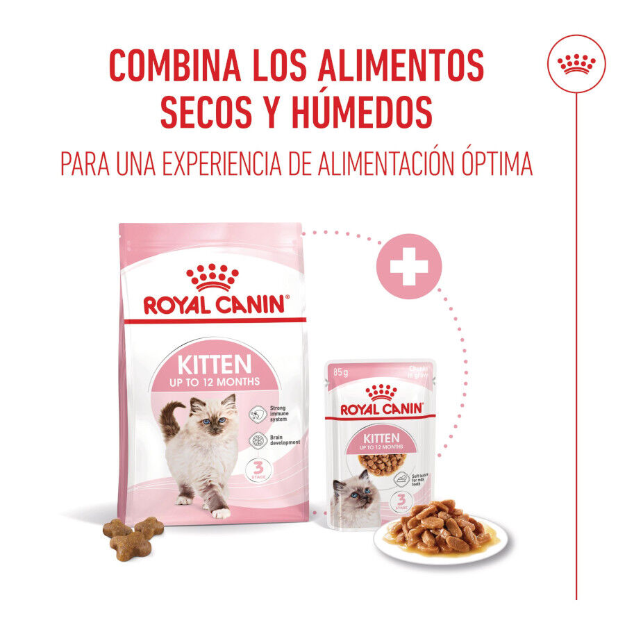 48 saquetas x 85 g Royal Canin Kitten Alimento H&uacute;mido para gatinhos Pack poupan&ccedil;a!, , large Imagem n&uacute;mero 5