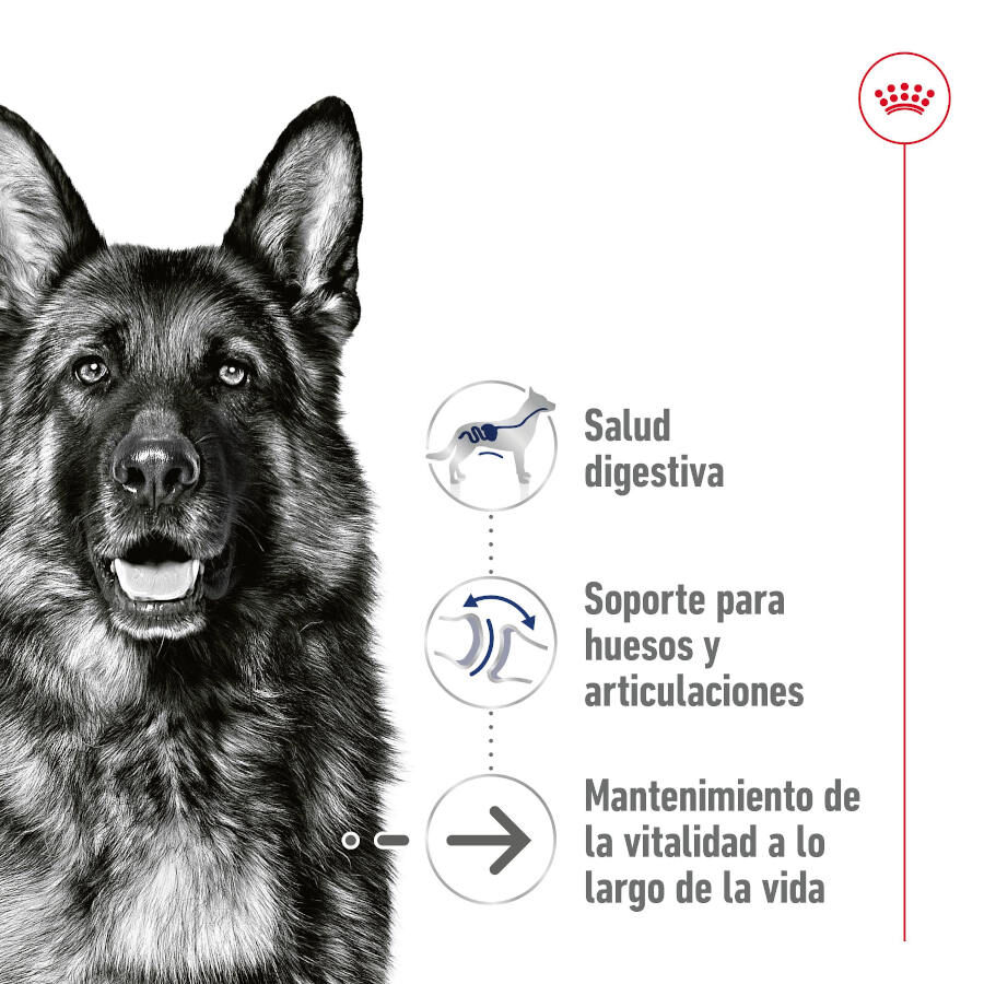 410 g Royal Canin Maxi Ageing 5+ Pat&ecirc; em lata para c&atilde;es, , large Imagem n&uacute;mero 4