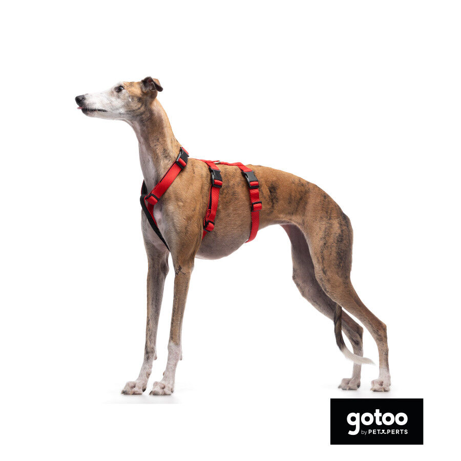 Gotoo Arn&ecirc;s antievas&atilde;o vermelho para c&atilde;es, , large Imagem n&uacute;mero 5