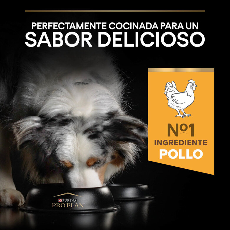 14 kg Pro Plan Adult Medium Y Large Frango ração para cães seniores,  Imagem número 7 14 kg Pro Plan Adult Medium Y Large Frango ração para cães seniores, , large Imagem número 7