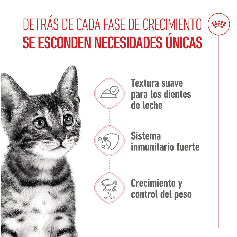 12 saquetas x 85 g Royal Canin Kitten Sterilised Saquetas de Gelatina para gatinhos Pack poupan&ccedil;a!, , large Imagem n&uacute;mero 3