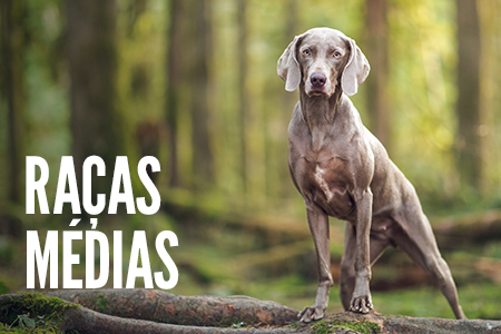 Tamanho da raça: cães médios.