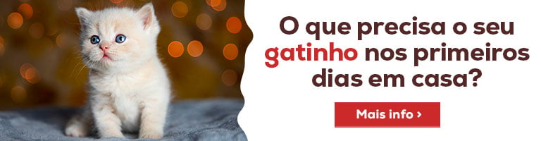 Post Blog Conselhos sobre gatinhos