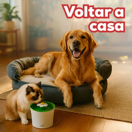 Tudo o que precisa para Voltar ao lar!