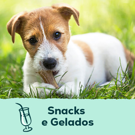 Snacks e gelados para cães e gatos