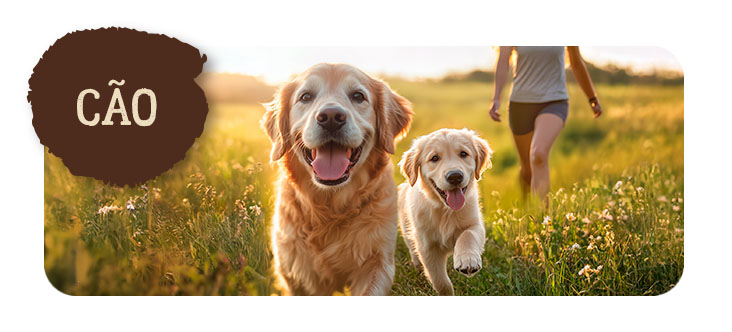 True Origins para cão
