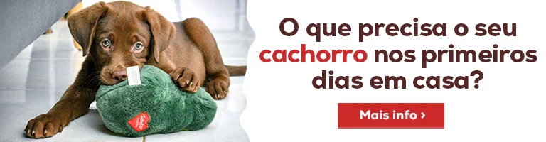 O que precisa o seu cachorro nos primeiros dias em casa