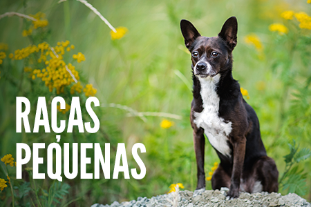Tamanho da raça: cães pequenos.