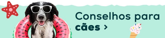 Conselhos de verão para o seu cão