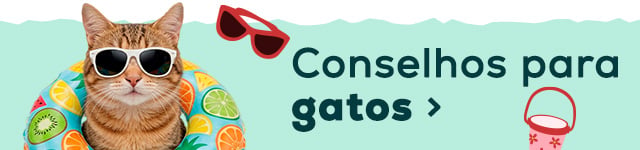 Conselhos de verão para o seu gato