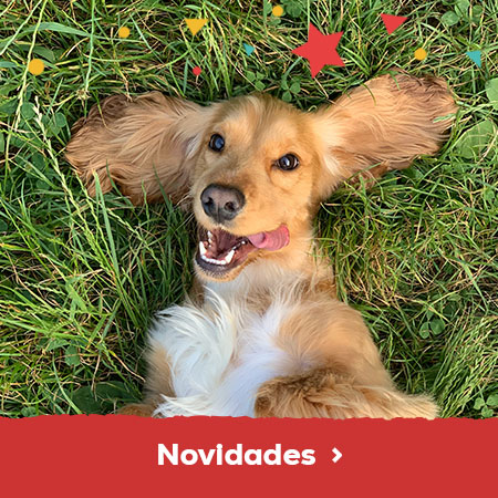 Novidades para cães