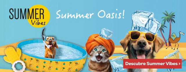 Summer Vibes: Desfrute de um bom mergulho este verão