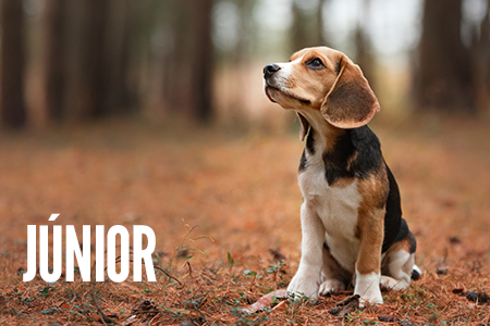 Etapas da vida: Cachorro.