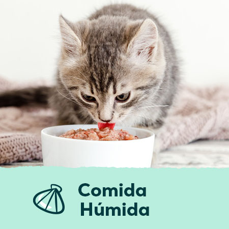 Comida húmida para cáes e gatos