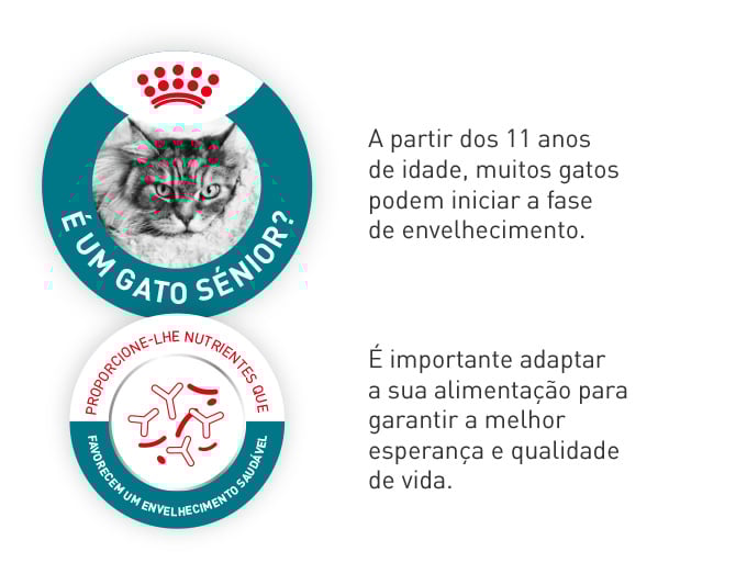 A partir dos 11 anos, quando o seu gato entra na fase de envelhecimento, é importante adaptar a sua alimentação para melhorar a sua esperança e qualidade de vida.
