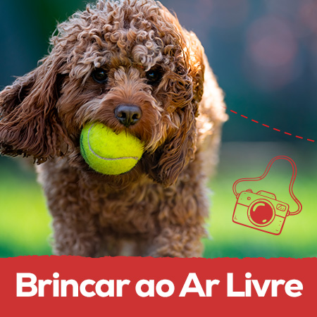 Brincar