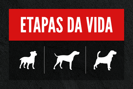 Etapas da vida. Descubra a receita que melhor se adapta.