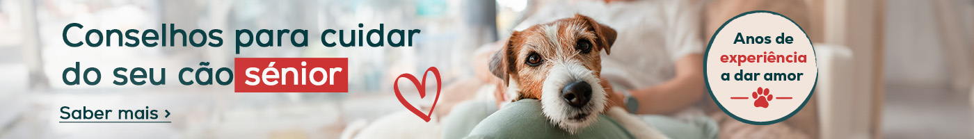 Sinais de que o seu cão é senior