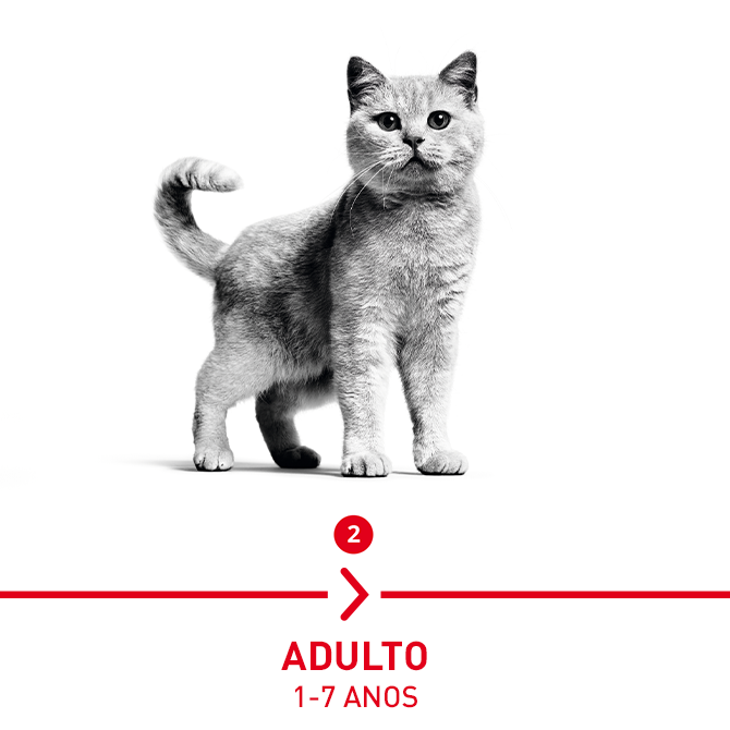 Gato Adulto: 1 - 7 anos