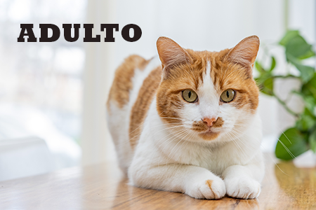Acana. Alimentação natural para gatos adultos.