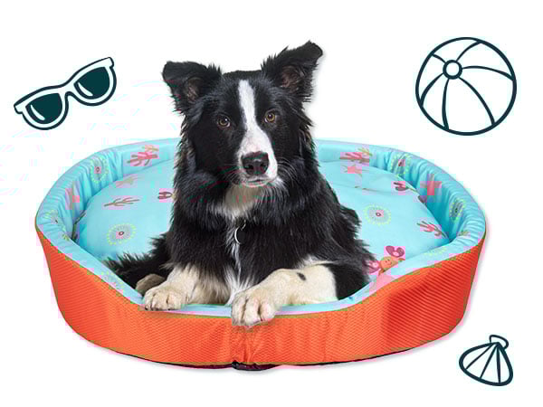 Tapetes e bandanas refrescantes para cães e gatos