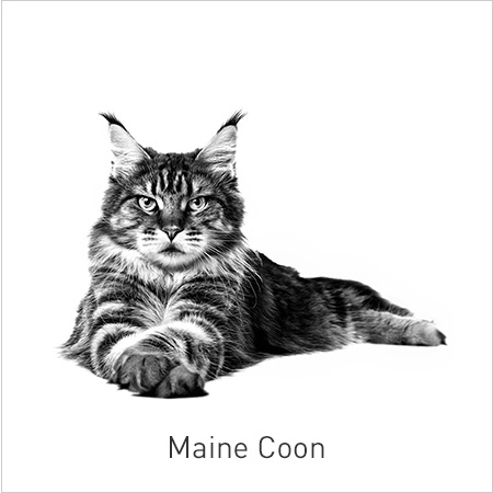 Royal Canin Raças – Maine Coon. Nutrição adaptada para a saúde dos ossos e articulações dos gatos desta raça.