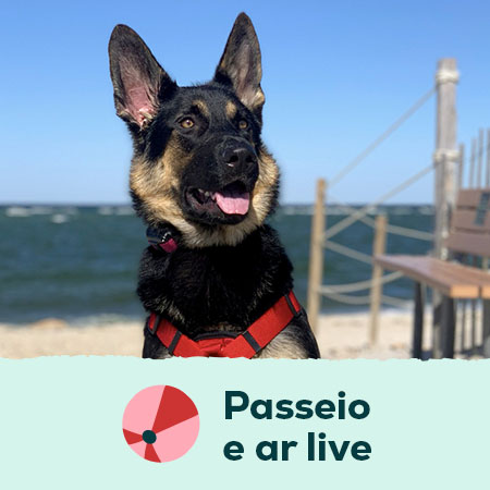 Acessórios de passeio para cão